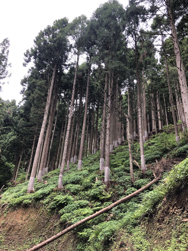 杉の写真(池田町、広瀬)