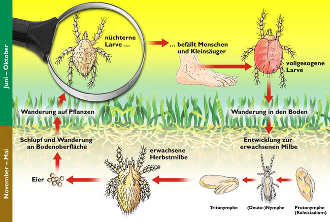 Der Lebenszyklus der Herbstgrasmilbe - Quelle: https://www.gruenteam-versand.de/ratgeber/herbstgrasmilbe