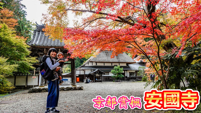 【京都賞楓】2019年 綾部 安國寺 茅草屋與紅葉絕景