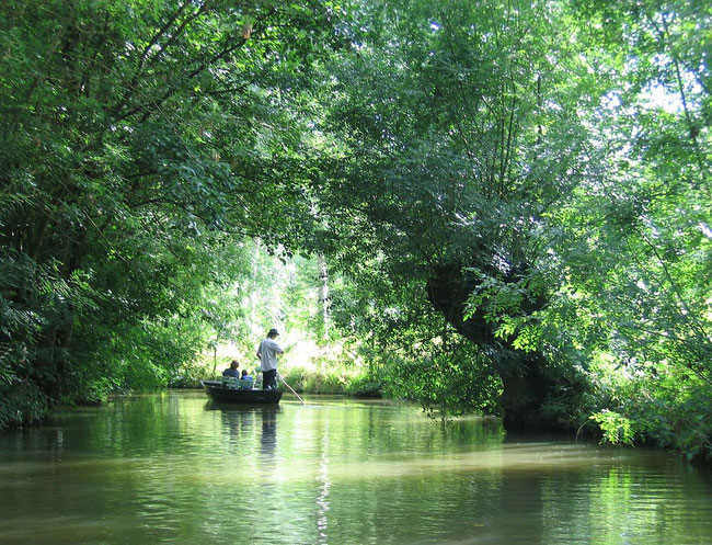 promenade en barque dans le Marais Poitevin