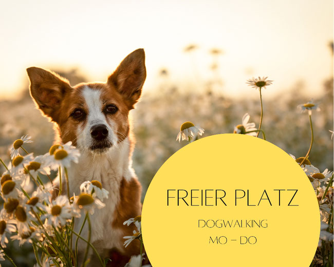 Dogwalking und Hundebetreuung Gruppenbetreuung Potsdam