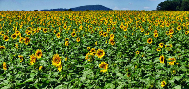 Sonnenblumen am Biolandhof Eisenach in Guntershausen