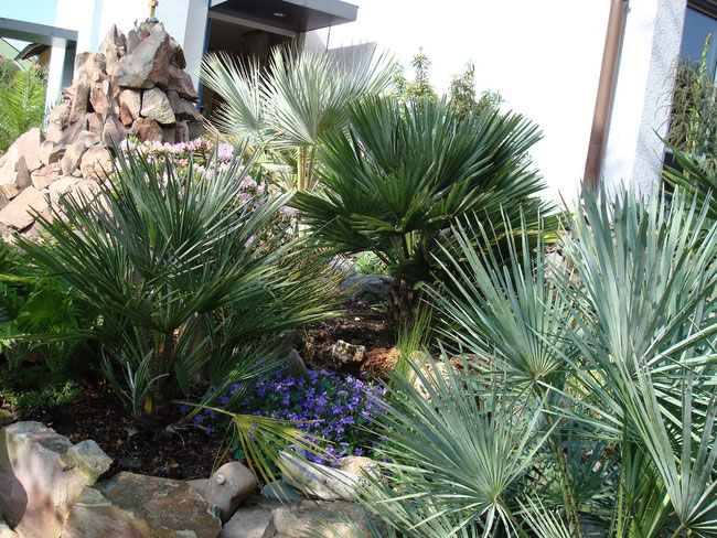 Dreigestirn: Chamaerops humilis,vulkano und Cerifera