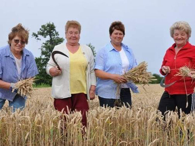 Die Landfrauen Margarete Wartmann, Heidemarie Roloff, die CDU-Landtagsabgeordnete Gabriele Brakebusch und Landfrauen-Vorsitzende Irmgard Heine (von links) haben das letzte Mal Weizenähren geerntet.