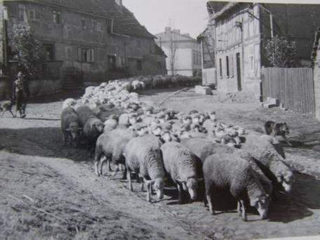 Das Foto zeigt den früheren Fasanenberg in Gunsleben um 1965. Heute stehen dort keine Häuser mehr. Foto: Archiv Peter Gehlmann