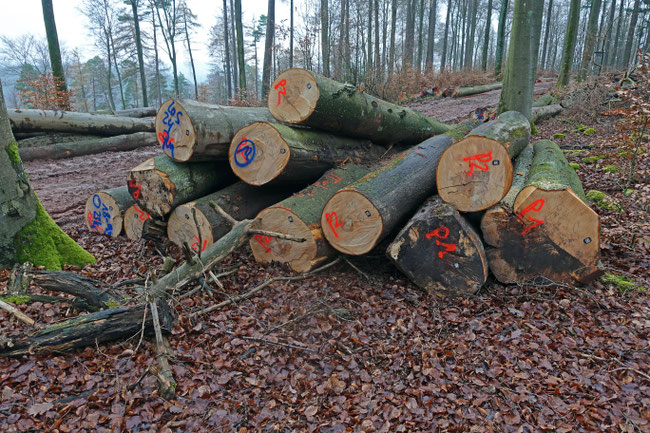 Iggelbach - Birnenberg, Fällung Starkholz