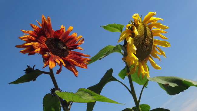 Sonnenblume – Energiepunkt Gössendorf, Iris Rainbow Eagle