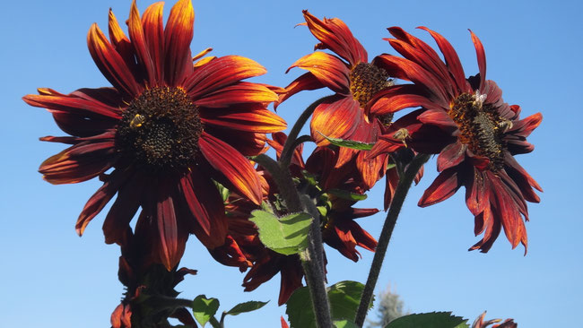 Sonnenblumen im Licht – Symbol für Vertrauen, Klarheit und Bewusstseinsarbeit mit Iris Rainbow Eagle, Energetikerin in Graz