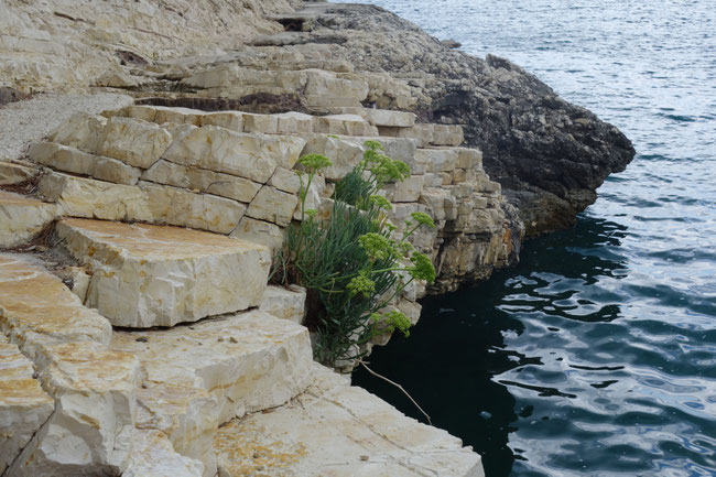 Pflanze wächst aus Felsen am Meer – Symbol für innere Stärke von Iris R.E. dein Mentaltraining und Begleitung