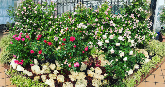 三原市　ガーデン　薔薇　バラ　庭づくり　庭園