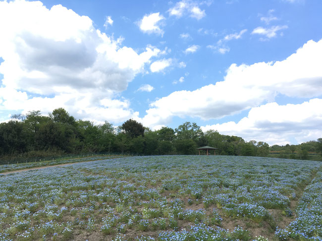 庭づくり　備北丘陵公園　庄原　ガーデニング　広島　廿日市