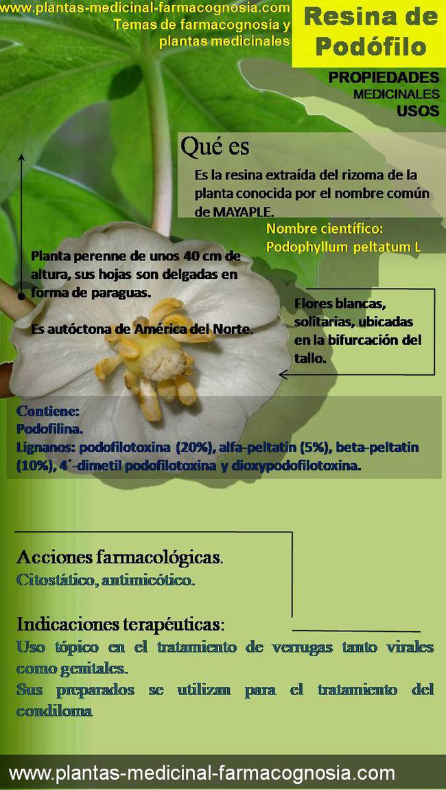 Podofilo Infografia Farmacognosia Plantas Medicinales