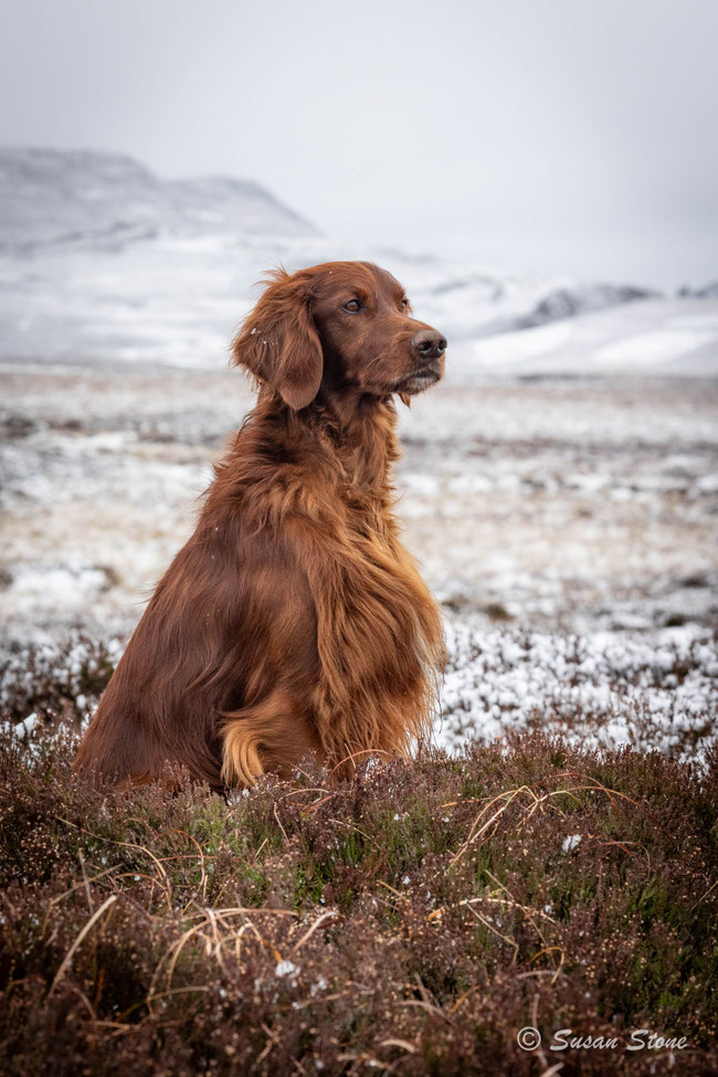 Rasmus, unser Highlander, in den Scottish Highlands, The Cairngorms - März 2024