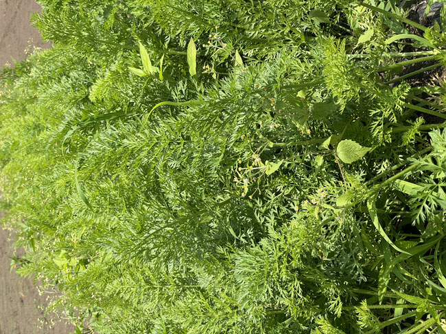 キャンプ場を併設した有機無農薬野菜の観光農園