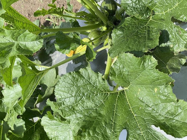 キャンプ場を併設した有機無農薬野菜の観光農園