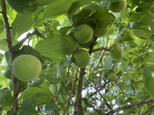 新鮮野菜の収穫体験
