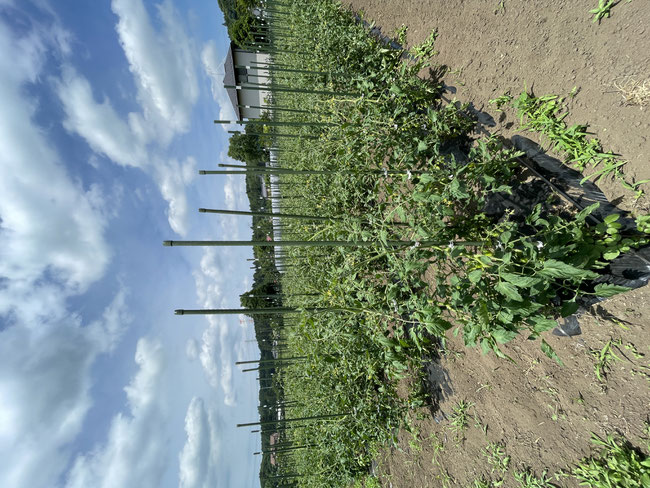 キャンプ場を併設した有機無農薬野菜の観光農園