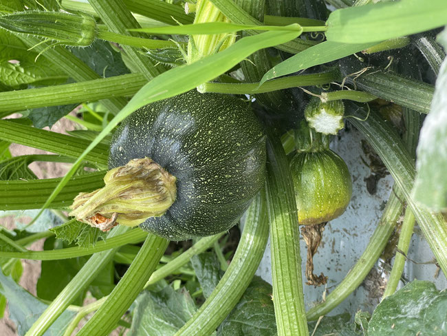 新鮮野菜の収穫体験