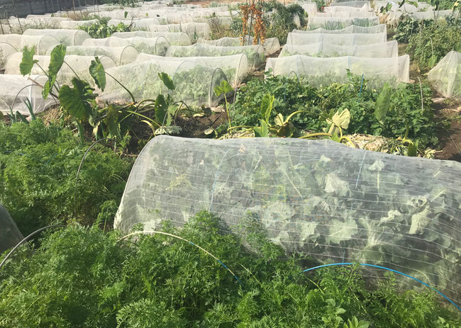 貸農園型の農業塾を開催。レンタル畑での収穫野菜はすべて有機無農薬のオーガニック野菜。収穫体験だけでなく、栽培から収穫までの貸し農園（レンタルファーム）で農業体験が満喫できます。