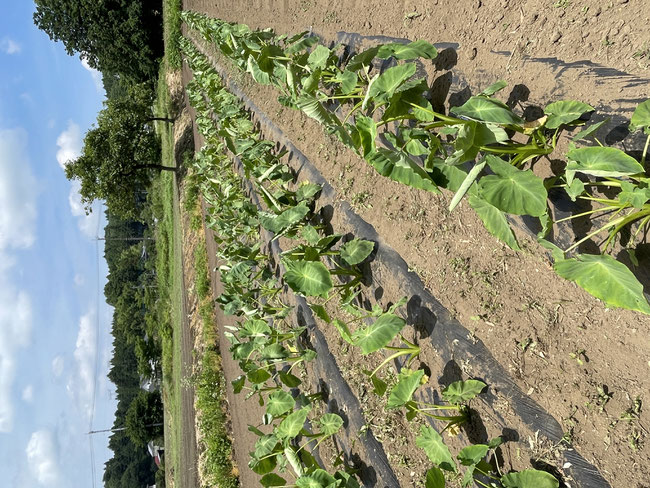 キャンプ場を併設した有機無農薬野菜の観光農園