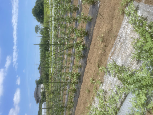 キャンプ場を併設した有機無農薬野菜の観光農園
