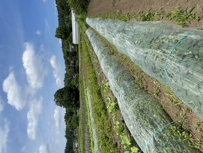 キャンプ場を併設した有機無農薬野菜の観光農園