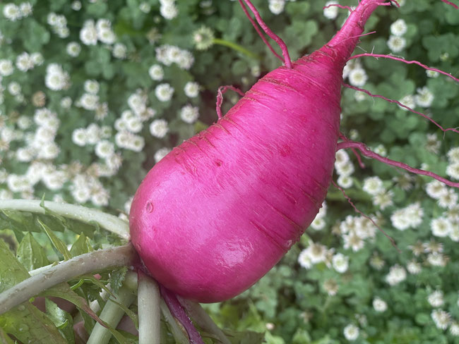 新鮮野菜の収穫体験
