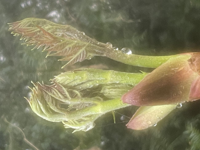 新鮮野菜の収穫体験