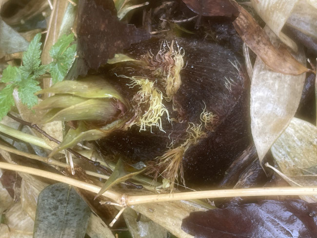 新鮮野菜の収穫体験