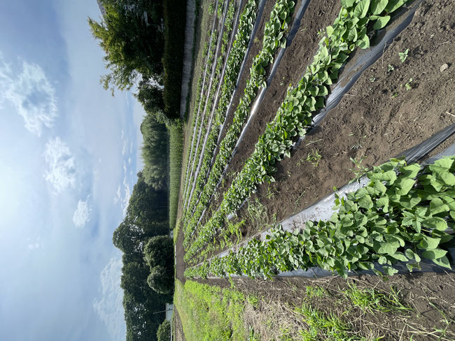 キャンプ場を併設した有機無農薬野菜の観光農園