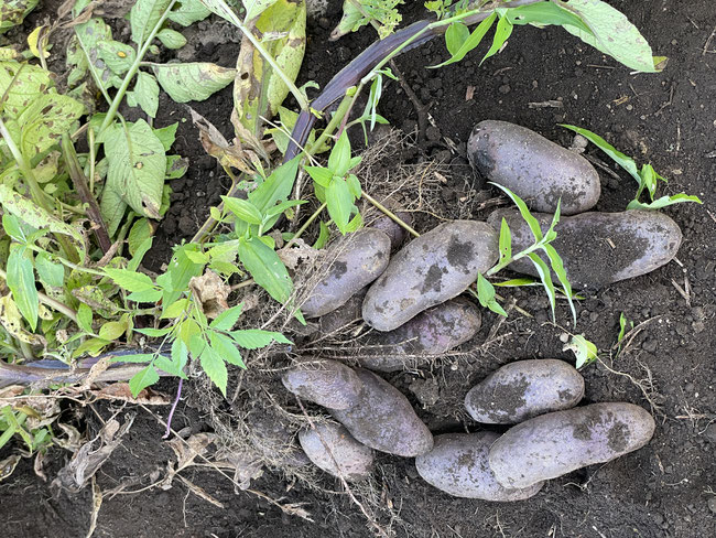 新鮮野菜の収穫体験
