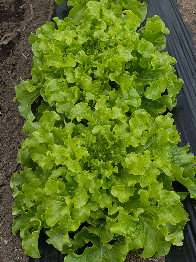 新鮮野菜の収穫体験