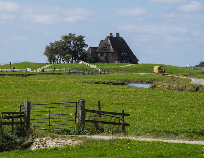 Bild: Haus auf Hallig Hooge