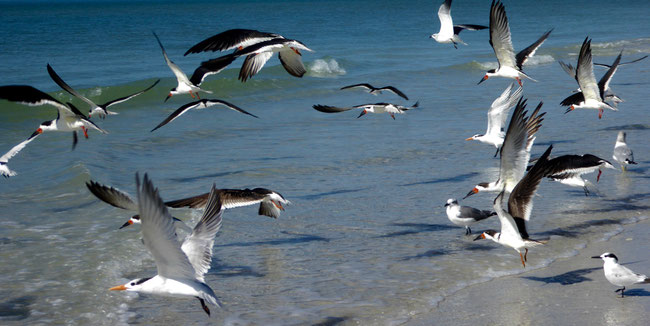 Bild: Abfliegende Vögel am Strand 