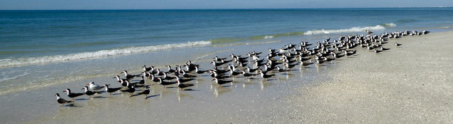 Bild: Vögel am Strand 