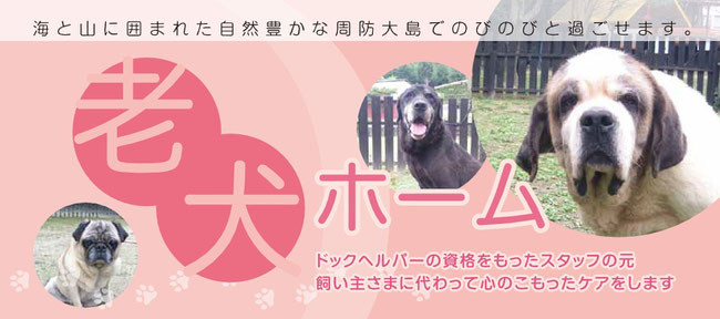 老犬ホーム