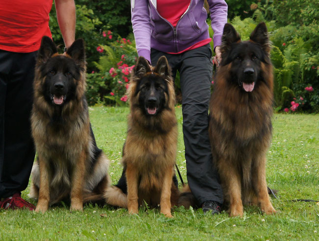 Ipkiss, Milla und Pedro auf der Hauptzuchtschau Schweiz 2014