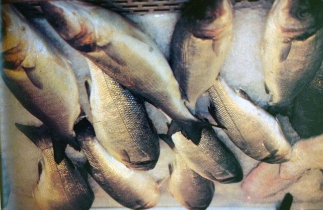 El llobarro (nombre valenciano para la lubina) es una de las especies más nobles de la Albufera de Valencia. Aunque históricamente fue muy abundante, su población disminuyó drásticamente, pero en los últimos años se está recuperando. recuperar 