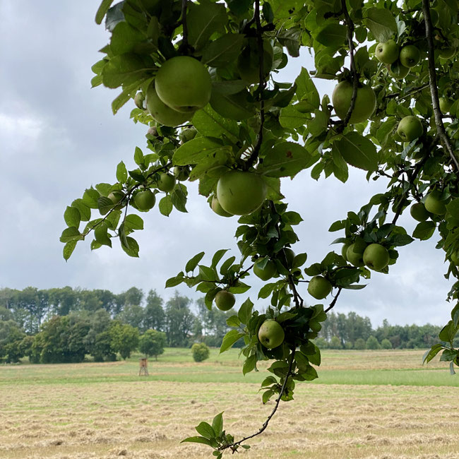 entlang der Strecke laden Obstbäume zum Snacken ein