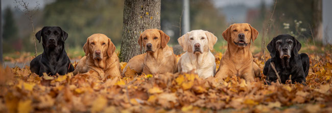 Teal, Loon, Tracy, Mellow, Callan, Panya