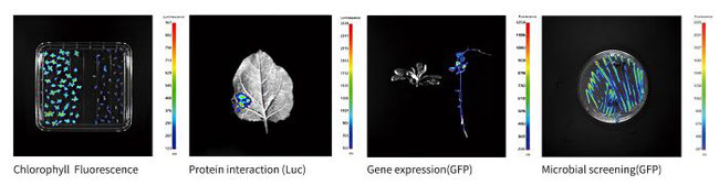 Applications of BLT PlantView Imager Systems