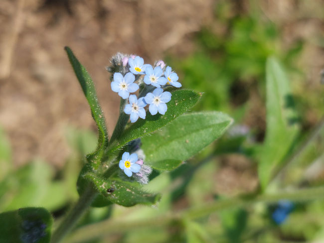Vergissmeinnicht-Blüte als Symbol für Selbstverbindung und Erinnerung an die eigene Essenz | Einzelsitzung Graz | Iris Rainbow Eagle