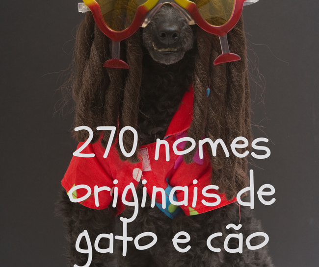 270 nomes originais de gato e cão