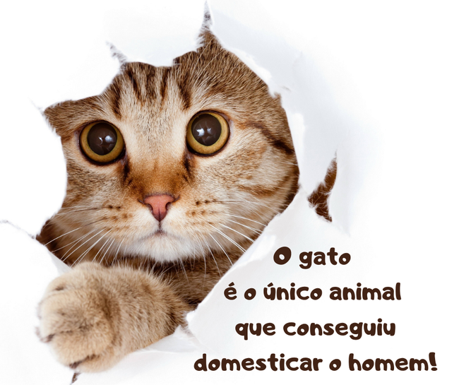 Dia 8 de agosto é o Dia Internacional do Gato.