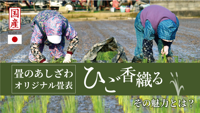 畳のあしざわオリジナル熊本産高級畳「ひご香織る」産地の写真