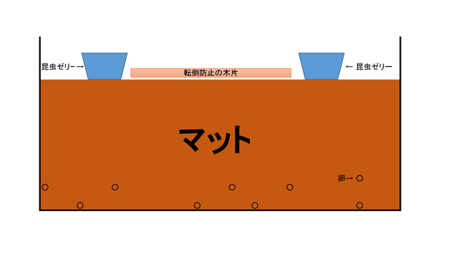 カブトムシの産卵セット