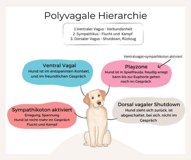 Polyvagal Theorie bei Hunden, Heilpraktikerin Vaihingen 