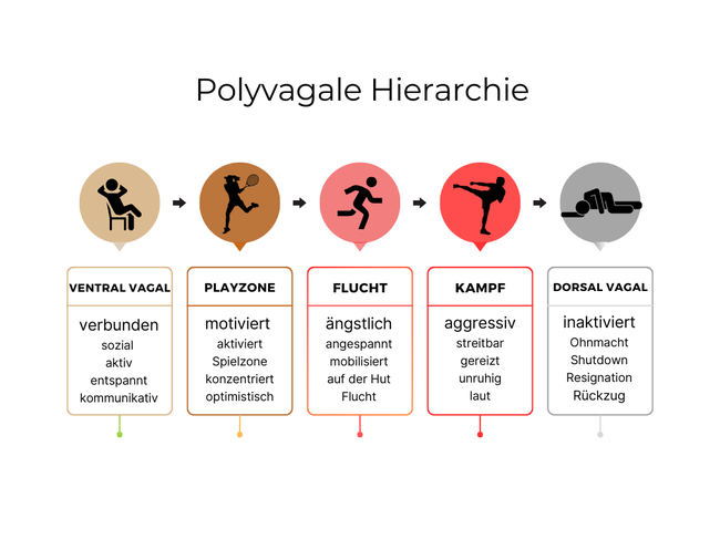 Heilpraktikerin für Kinder, Polyvagal Theorie, Vagusregulation, Vagus