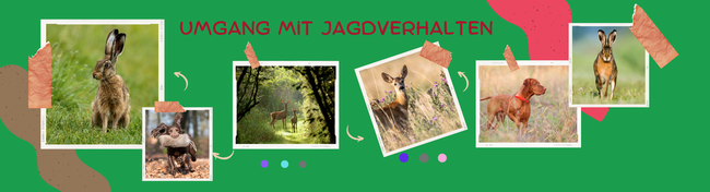 Anti-Jagdtraining, Hundeschule, Umgang Jagdverhalten, Jagen, Jagdhund, Hundetraining, 