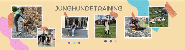 Hundeschule, Junghundekurs, Junghund, Hundeschule Butzbach, Junghundetraining, Onlinetraining, Hundetraining